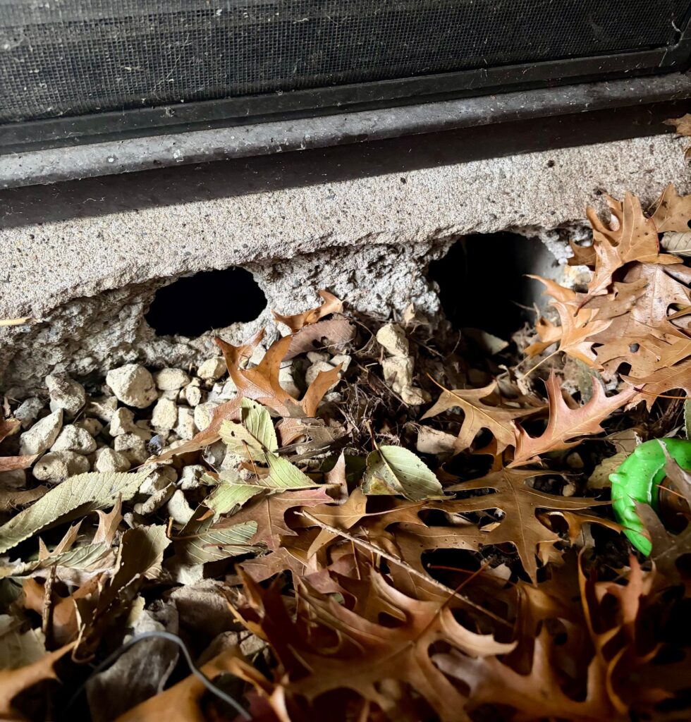 When the Weather Starts to Warm Up in the Twin Cities, Pests Start Moving Too