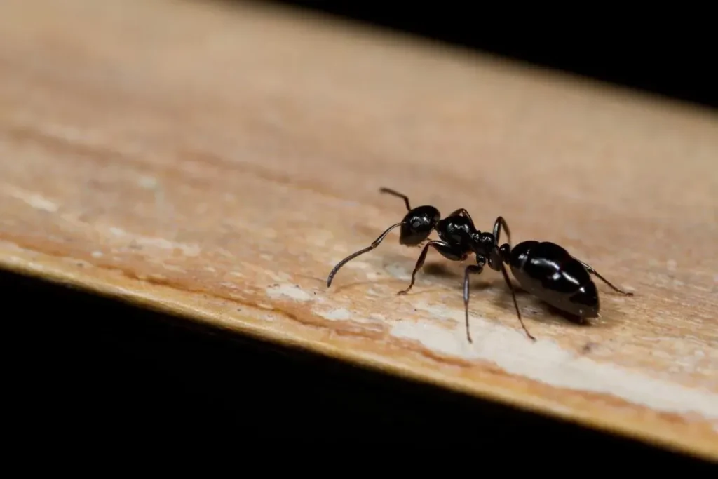 Carpenter Ants vs. Termites: Identifying Midwest Wood-Destroying Pests