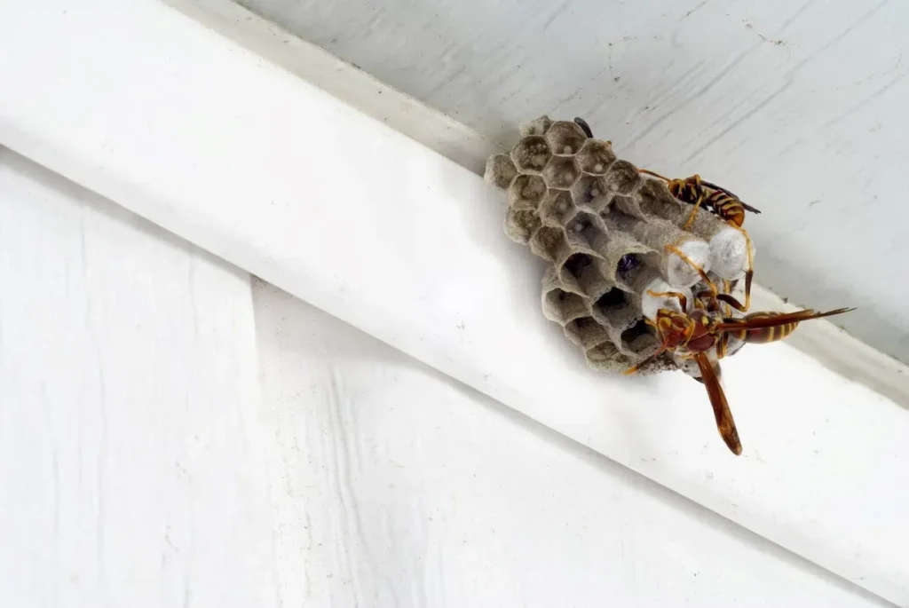 How to Identify a Ground-Nesting Yellow Jacket Colony in Your Lawn