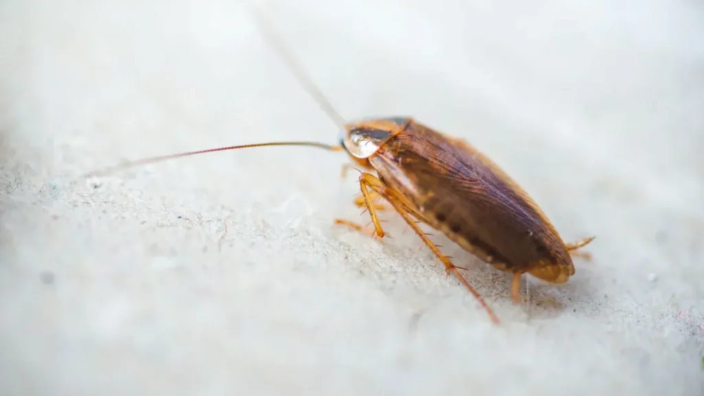 How to Identify Common Cockroaches in Minnesota and Wisconsin