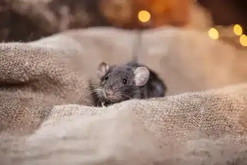Why Your DIY Mouse Traps Aren’t Working