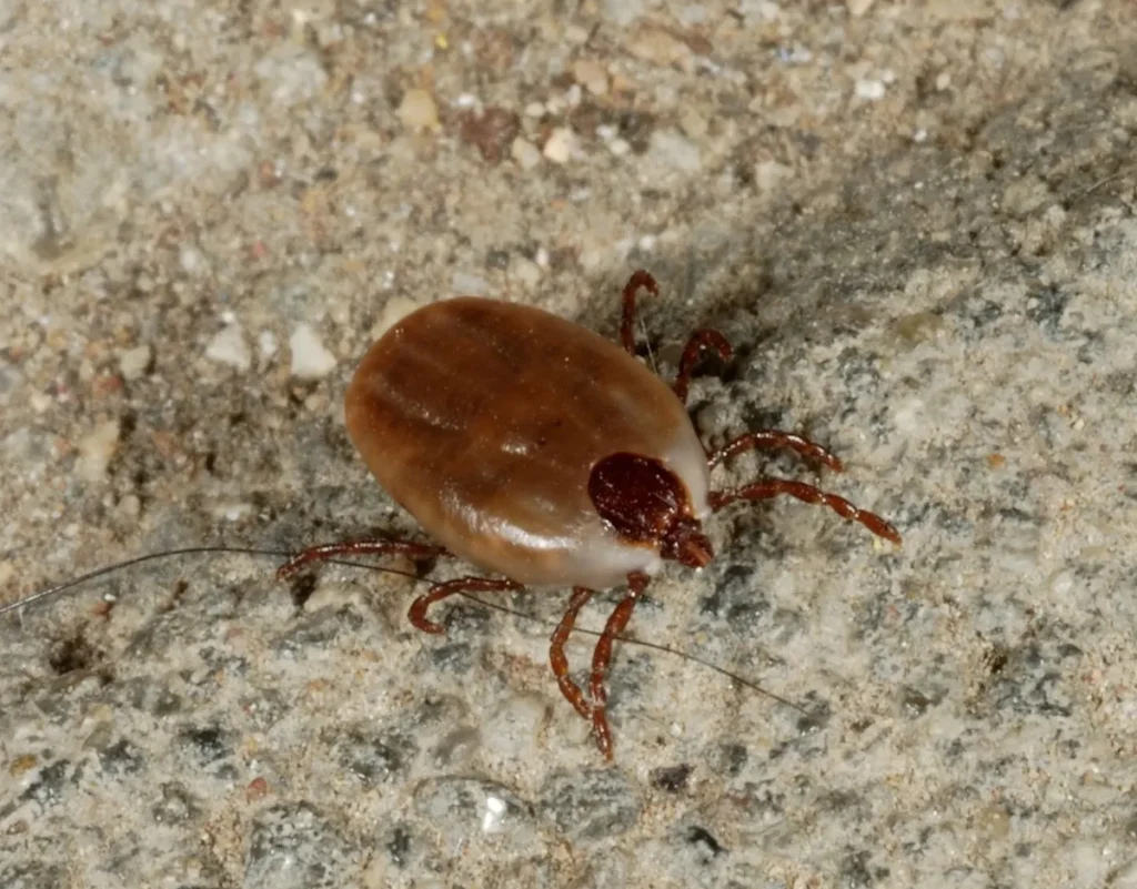 How to Protect Your Yard from Fleas and Ticks During a Humid Midwest Summer