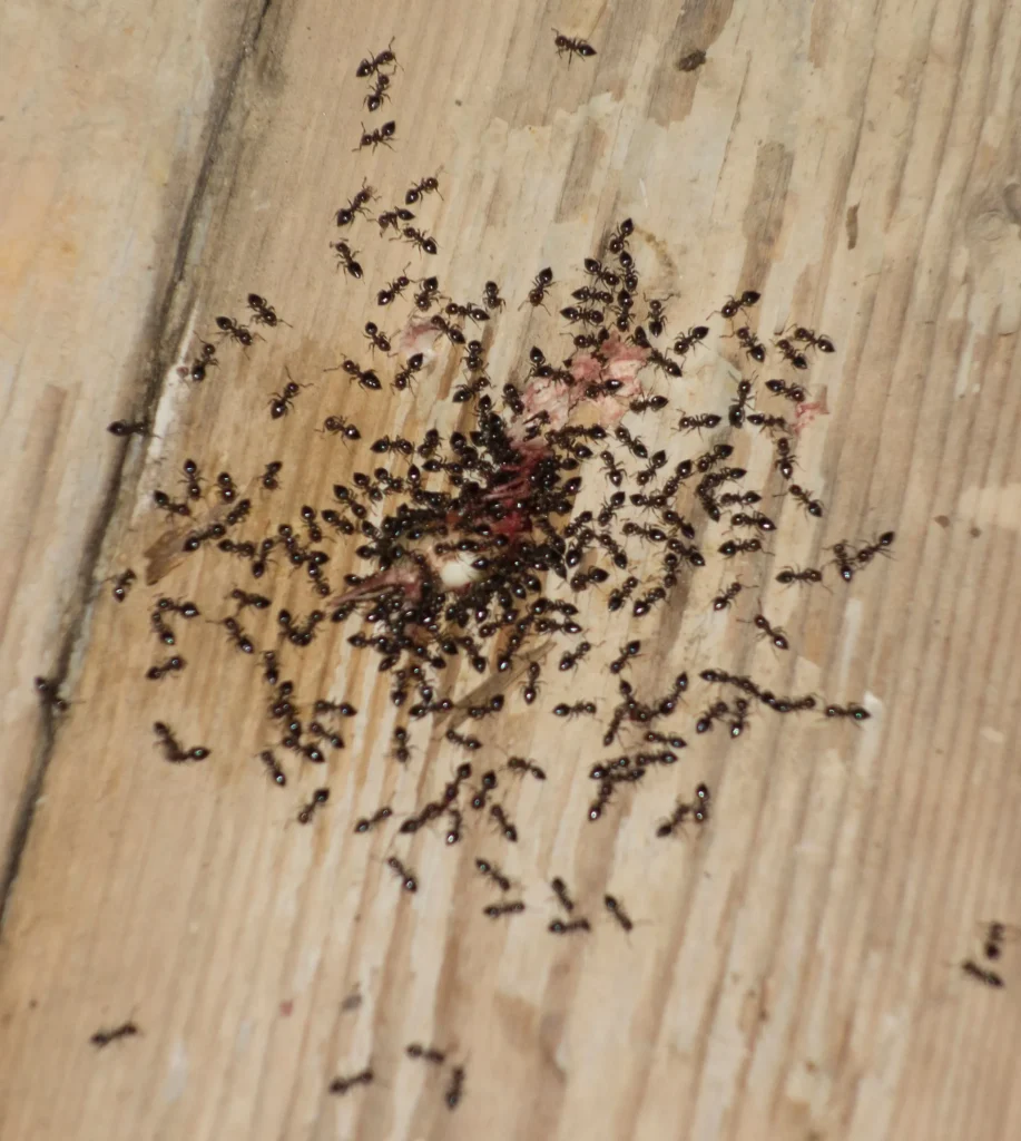 Carpenter Ants vs. Pavement Ants: How to Identify the Threat to Your Minnesota Home