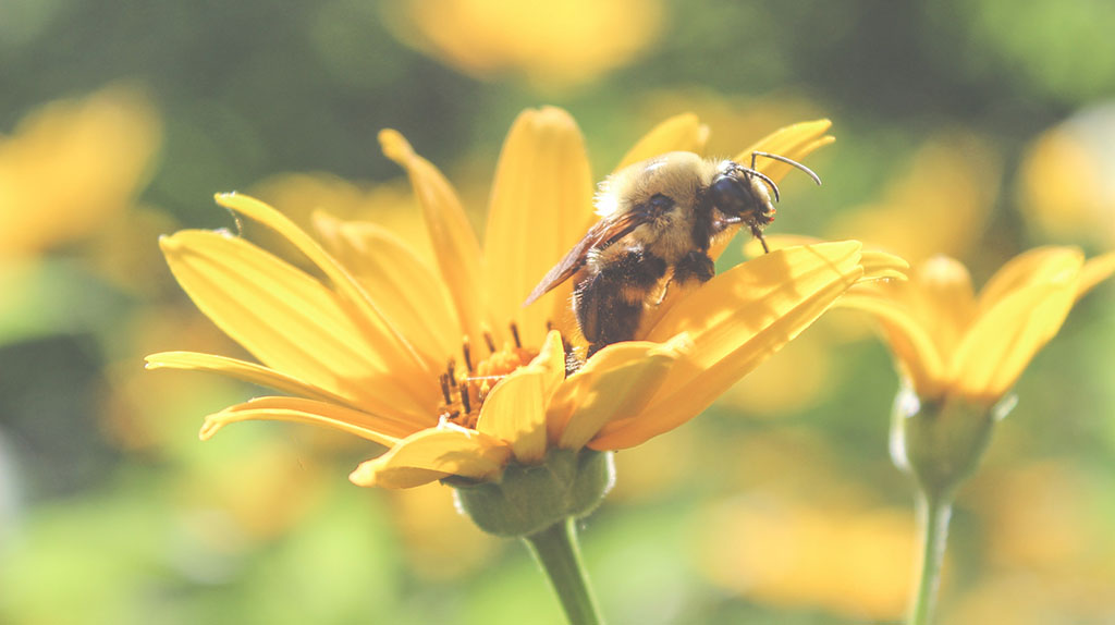 bee-in-flower